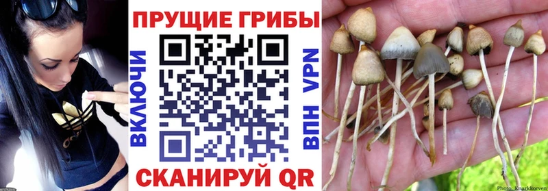 Псилоцибиновые грибы Psilocybine cubensis  hydra онион  Темников 